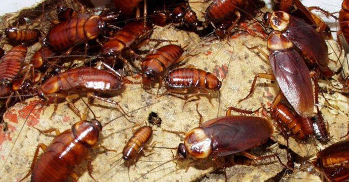 अस्ट्रेलियामा एक लाख साङ्ला जफत
