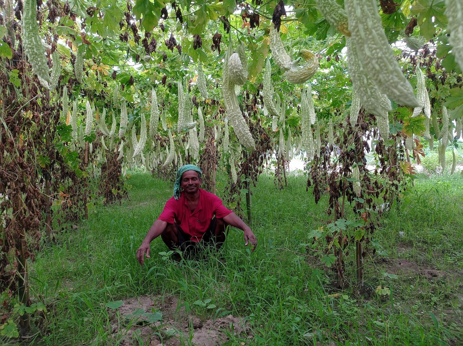 सङ्कल्प र लगनले तरकारीखेतीमा चुम्दै सफलता