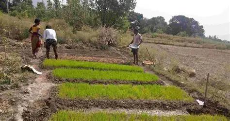 खडेरीले धानको ब्याड सुक्न थालेपछि किसान चिन्तित