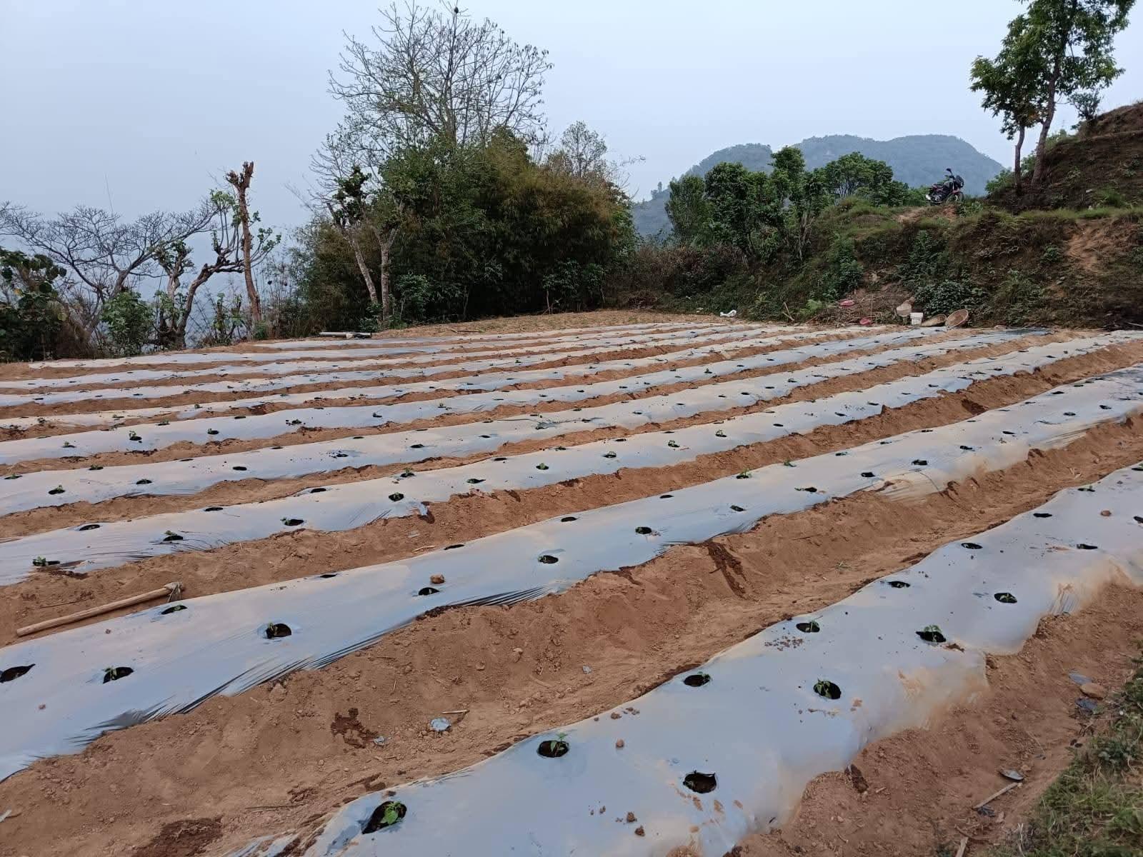 झाडी फाडेर व्यावसायिक अकबरे खुर्सानीखेती स् १० लाख आम्दानी गर्ने लक्ष्य