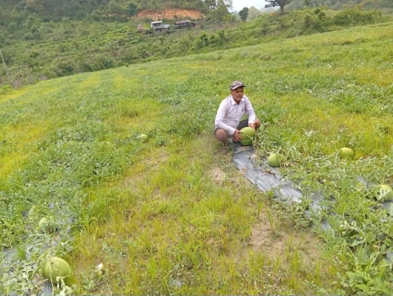 पोखराका आचार्यको तरबुजाखेती अन्य कृषकका लागि प्रेरणा