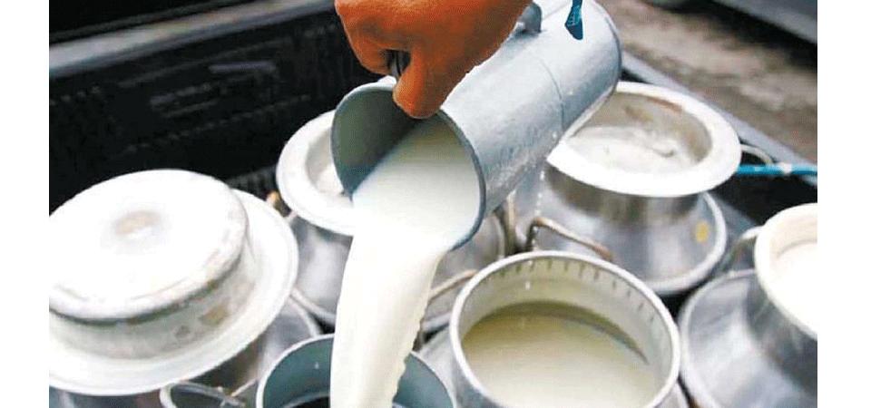 चितवनमा दूध बिक्री सहज, भुक्तानीमा समस्या