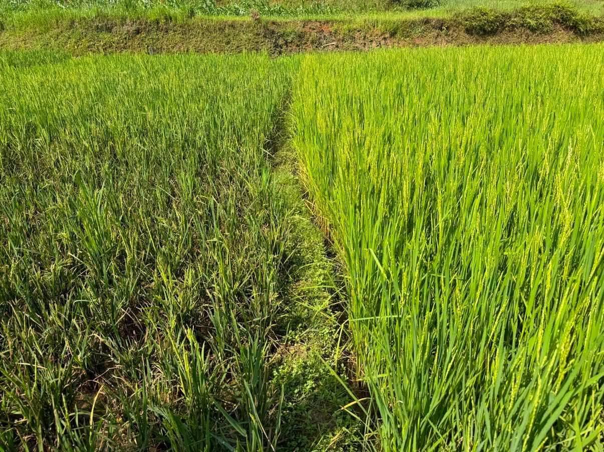 तनहुँमा धानबालीमा मरुवा रोगको समस्या