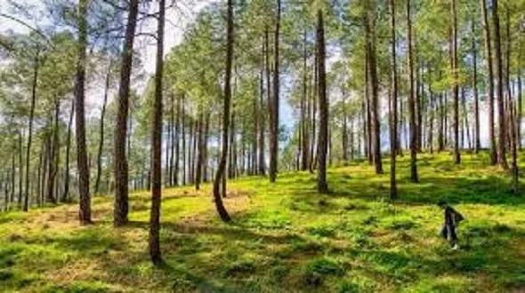 नेपाल वन (जंगल) मा दक्षिण एसियामा दोस्रो स्थानमा