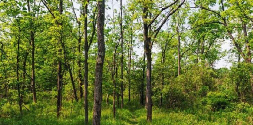 सर्लाहीमा सागरनाथ वन हेरालुको निर्मम हत्याः अझै फेला परेन मृतकको टाउको
