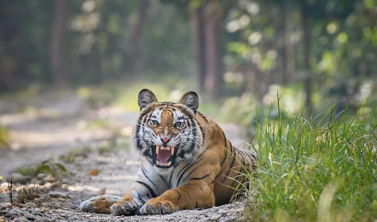 नरभंक्षी बाघ नियन्त्रणमा