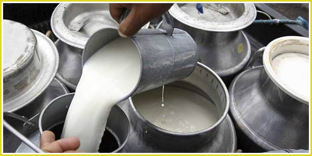 भारतमा दूधको मूल्य बढेपछि चितवनका नेपाली किसानले पाए बजार