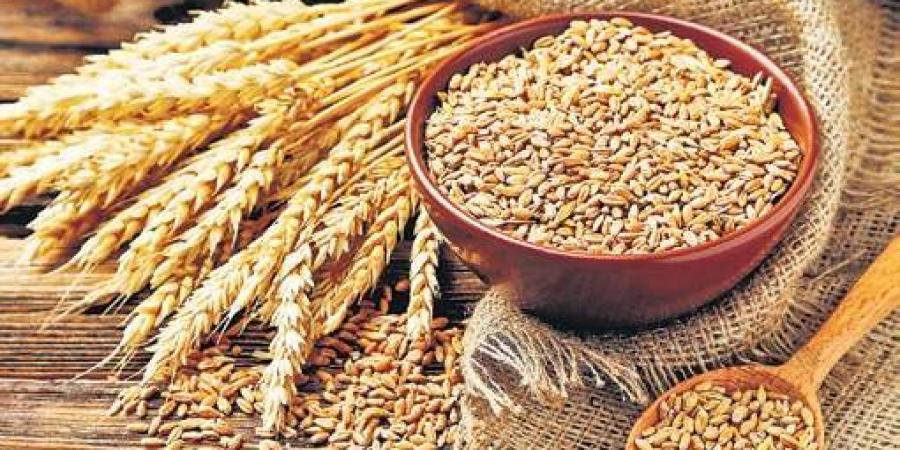 गहुँको मूल्यमा गिरावट ,समर्थन मूल्य तोक्न किसानको आग्रह